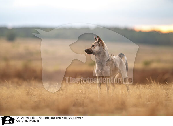 Kishu Inu Hndin / female Kishu Inu / AH-06146