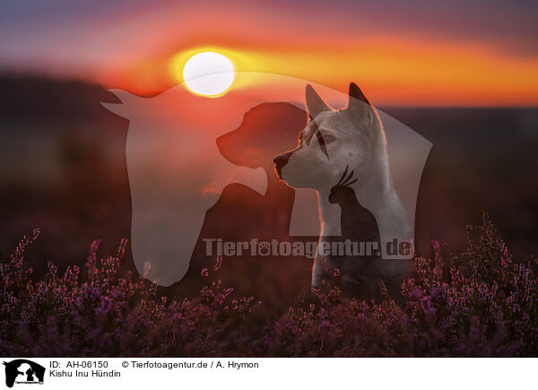 Kishu Inu Hndin / female Kishu Inu / AH-06150