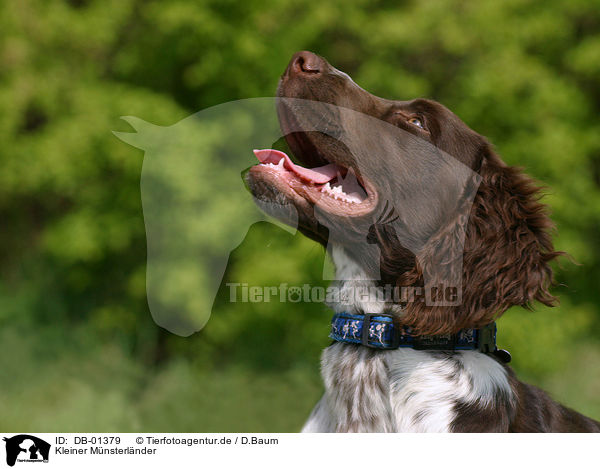Kleiner Mnsterlnder / Small Munsterlander Hunting Dog / DB-01379