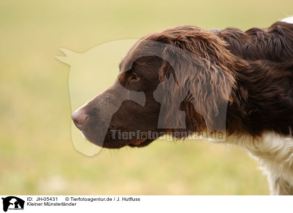 Kleiner Mnsterlnder / Small Munsterlander Hunting Dog / JH-05431