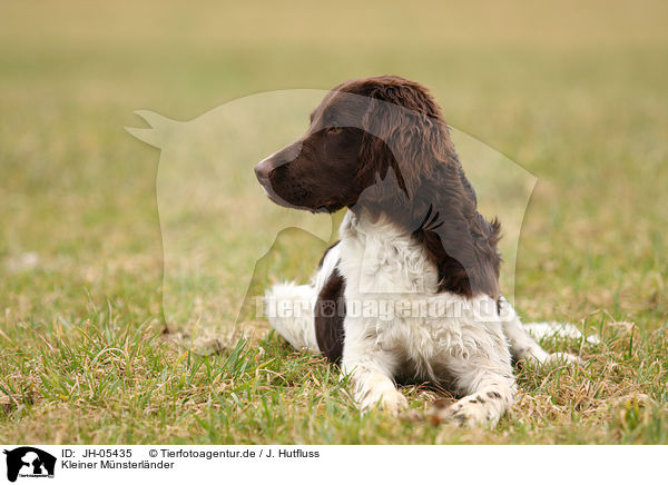 Kleiner Mnsterlnder / Small Munsterlander Hunting Dog / JH-05435
