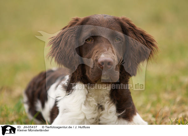 Kleiner Mnsterlnder / JH-05437