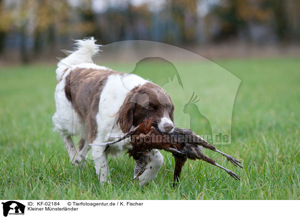Kleiner Mnsterlnder / Small Munsterlander Hunting Dog / KF-02184