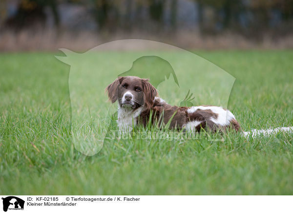 Kleiner Mnsterlnder / Small Munsterlander Hunting Dog / KF-02185