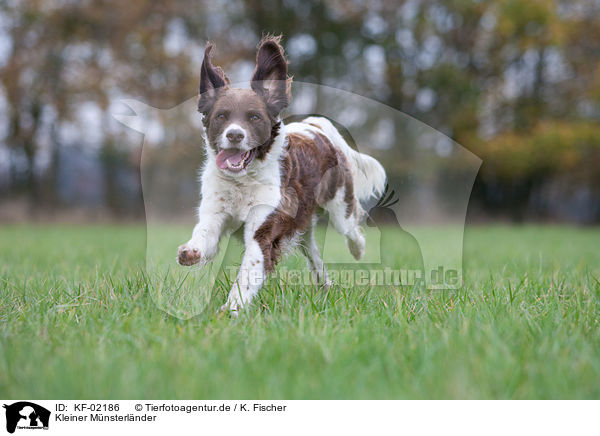 Kleiner Mnsterlnder / Small Munsterlander Hunting Dog / KF-02186