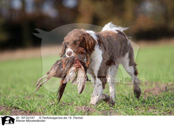 Kleiner Mnsterlnder / Small Munsterlander Hunting Dog / KF-02187