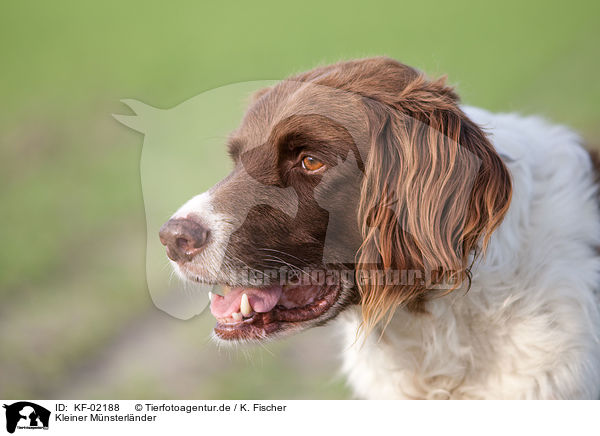 Kleiner Mnsterlnder / Small Munsterlander Hunting Dog / KF-02188