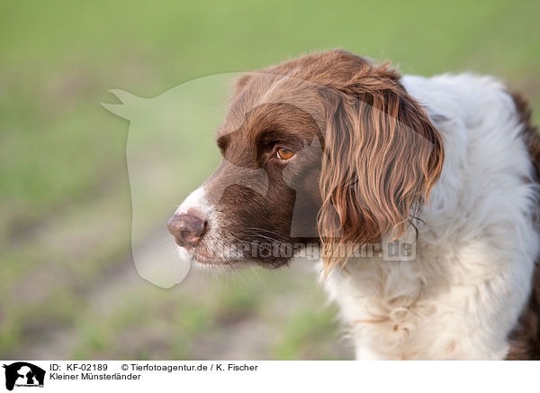 Kleiner Mnsterlnder / Small Munsterlander Hunting Dog / KF-02189
