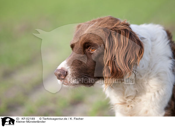 Kleiner M�nsterl�nder / Small Munsterlander Hunting Dog / KF-02189