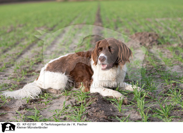 Kleiner Mnsterlnder / Small Munsterlander Hunting Dog / KF-02191
