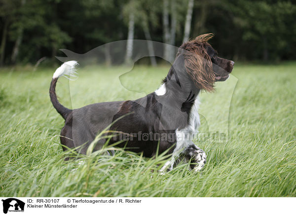Kleiner Mnsterlnder / Small Munsterlander Hunting Dog / RR-30107
