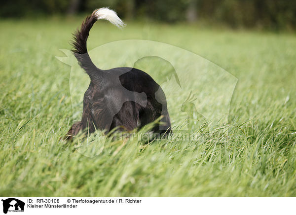 Kleiner Mnsterlnder / Small Munsterlander Hunting Dog / RR-30108