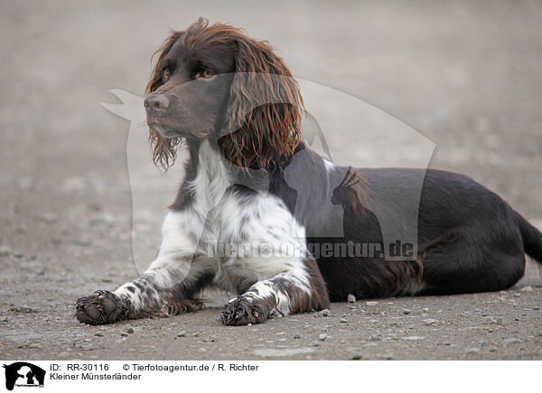 Kleiner M�nsterl�nder / Small Munsterlander Hunting Dog / RR-30116