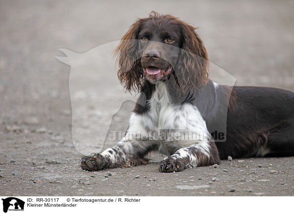 Kleiner Mnsterlnder / Small Munsterlander Hunting Dog / RR-30117