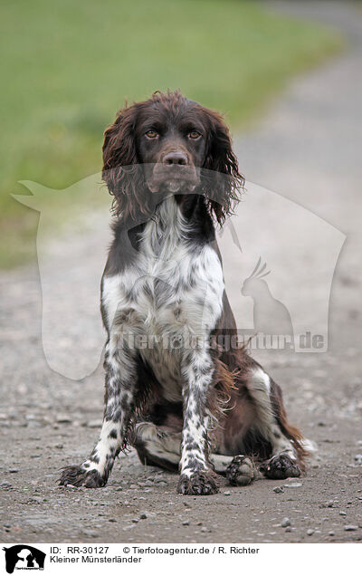 Kleiner Mnsterlnder / Small Munsterlander Hunting Dog / RR-30127