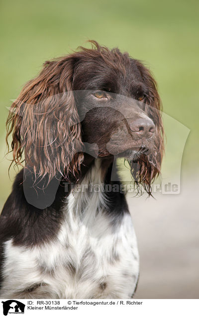 Kleiner Mnsterlnder / Small Munsterlander Hunting Dog / RR-30138