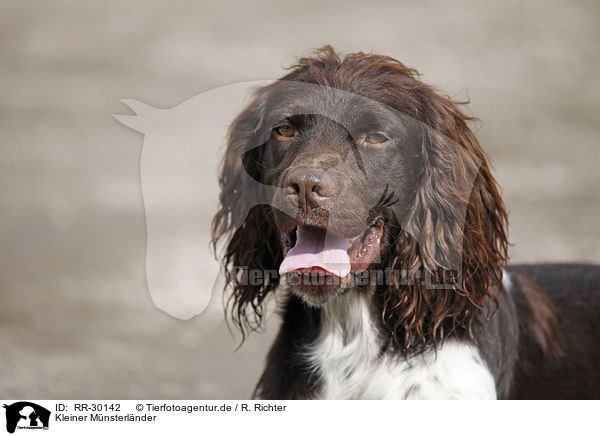 Kleiner Mnsterlnder / Small Munsterlander Hunting Dog / RR-30142