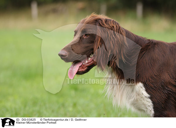 Kleiner M�nsterl�nder Portrait / DG-03825