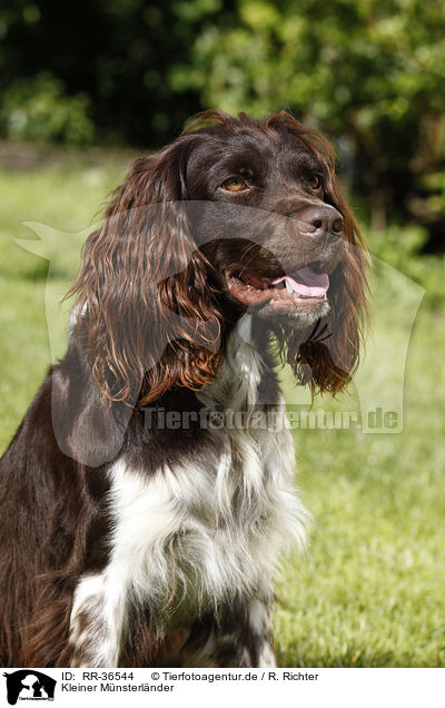 Kleiner M�nsterl�nder / RR-36544