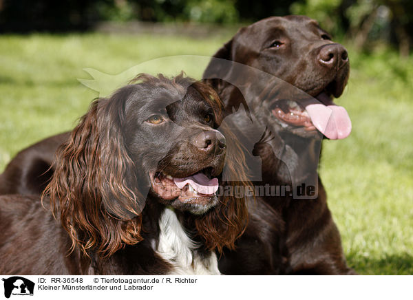 Kleiner Mnsterlnder und Labrador / RR-36548