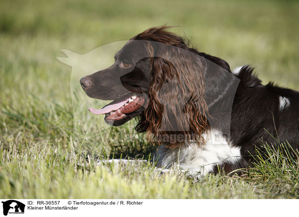 Kleiner Mnsterlnder / RR-36557