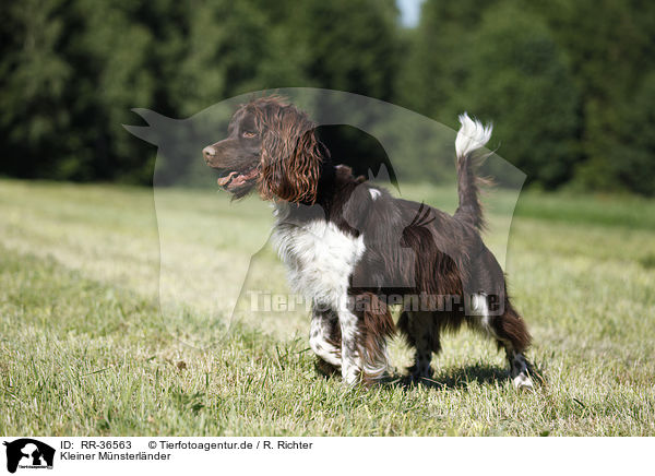 Kleiner M�nsterl�nder / RR-36563