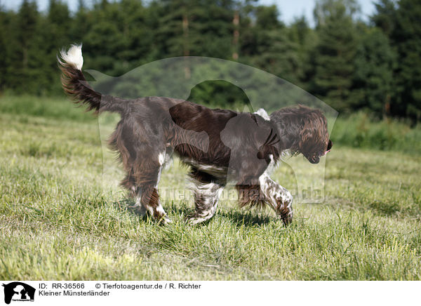 Kleiner M�nsterl�nder / RR-36566