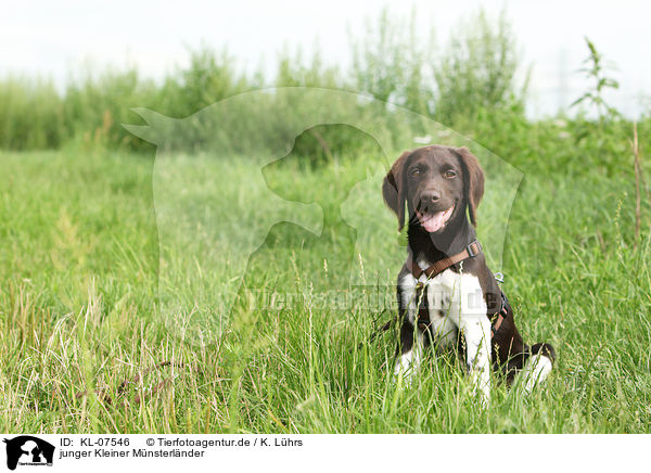 junger Kleiner Mnsterlnder / KL-07546