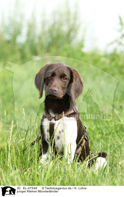 junger Kleiner M�nsterl�nder / KL-07548