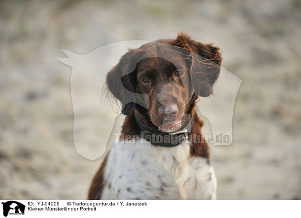 Kleiner Mnsterlnder Portrait / YJ-04006
