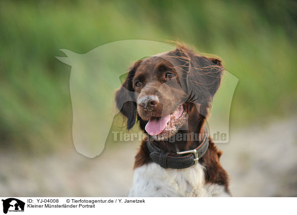Kleiner Mnsterlnder Portrait / YJ-04008