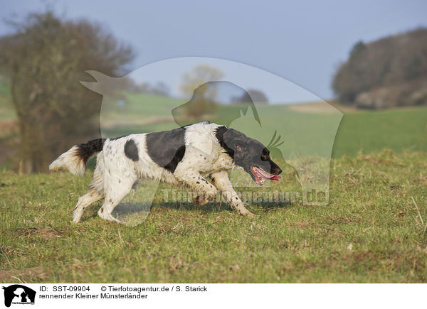 rennender Kleiner M�nsterl�nder / SST-09904