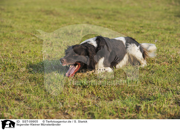 liegender Kleiner M�nsterl�nder / SST-09905