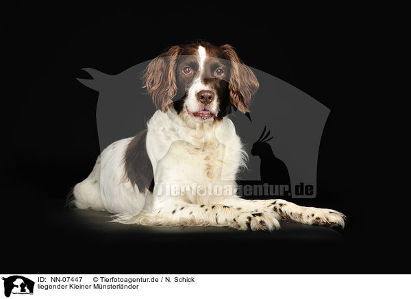 liegender Kleiner Mnsterlnder / NN-07447