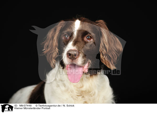 Kleiner Mnsterlnder Portrait / NN-07448