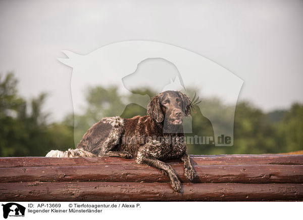 liegender Kleiner Mnsterlnder / AP-13669