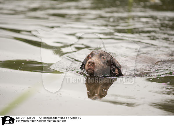 schwimmender Kleiner Mnsterlnder / AP-13696