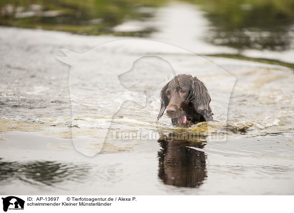 schwimmender Kleiner Mnsterlnder / AP-13697