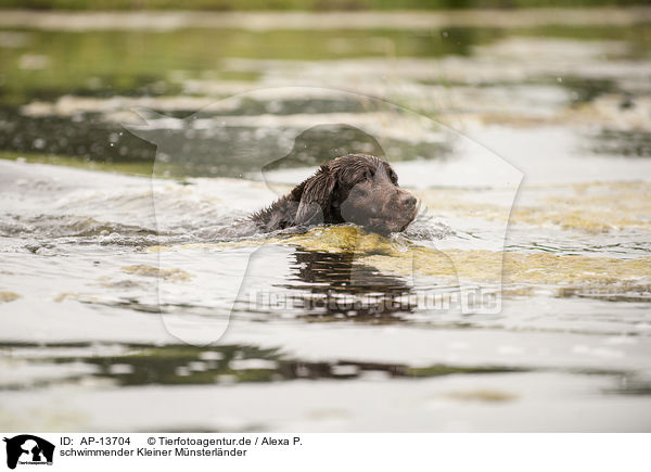 schwimmender Kleiner Mnsterlnder / AP-13704