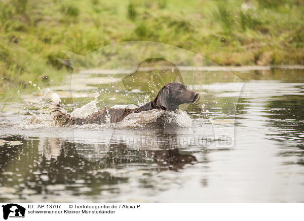 schwimmender Kleiner Mnsterlnder / AP-13707