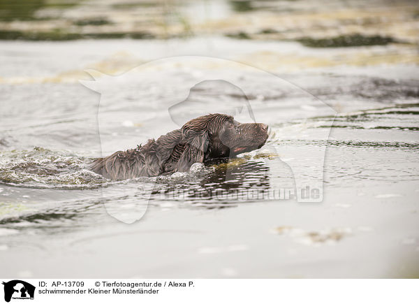 schwimmender Kleiner Mnsterlnder / AP-13709