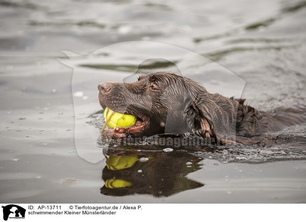 schwimmender Kleiner Mnsterlnder / AP-13711