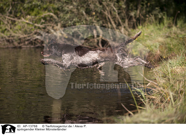 springender Kleiner Mnsterlnder / jumping Small Munsterlander / AP-13768