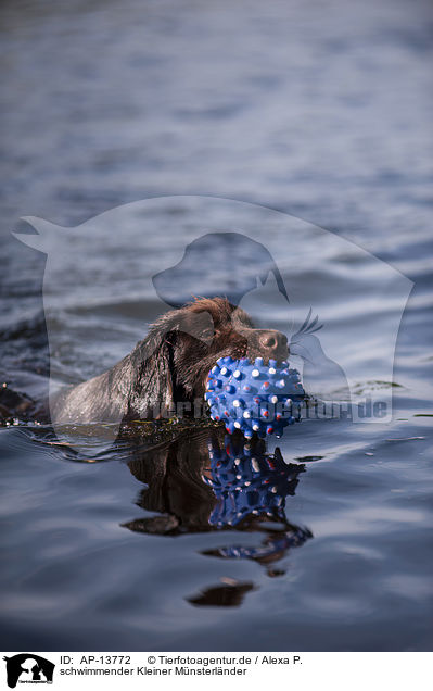 schwimmender Kleiner Mnsterlnder / AP-13772