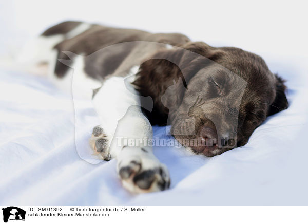 schlafender Kleiner Mnsterlnder / sleeping Small Munsterlander Dog / SM-01392