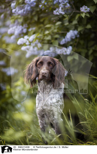 Kleiner Mnsterlnder / Small Munsterlander Dog / SM-01408