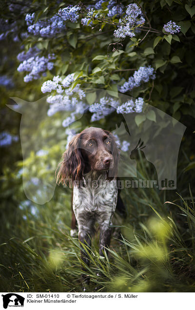 Kleiner Mnsterlnder / Small Munsterlander Dog / SM-01410