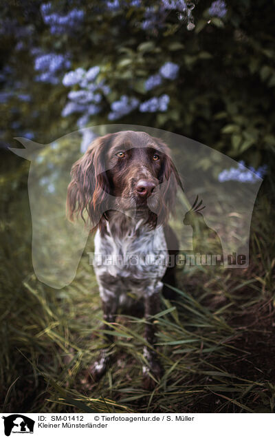 Kleiner M�nsterl�nder / SM-01412