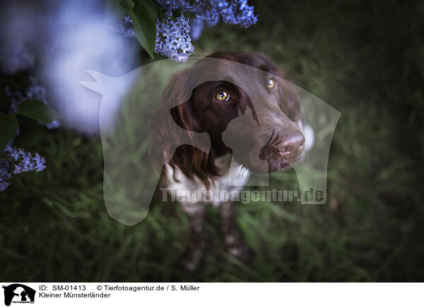 Kleiner Mnsterlnder / Small Munsterlander Dog / SM-01413