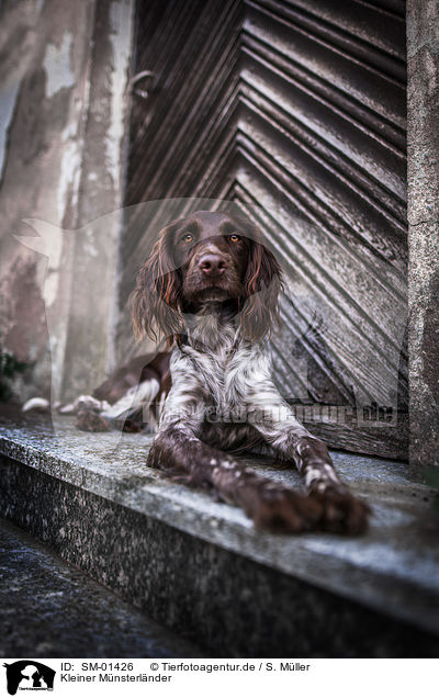 Kleiner M�nsterl�nder / SM-01426